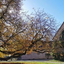 Visite guidée : de l'ancienne Chartreuse au Haras de Rodez