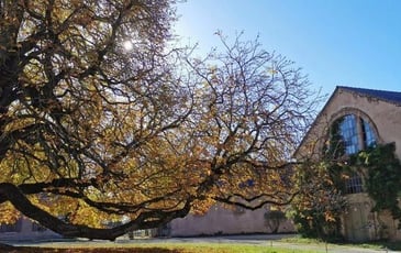 Visite guidée : de l'ancienne Chartreuse au Haras de Rodez